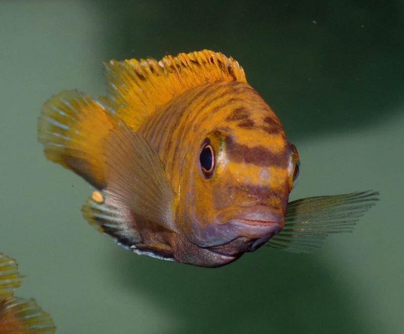 Tropheops sp. 'red fin' Hai Reef